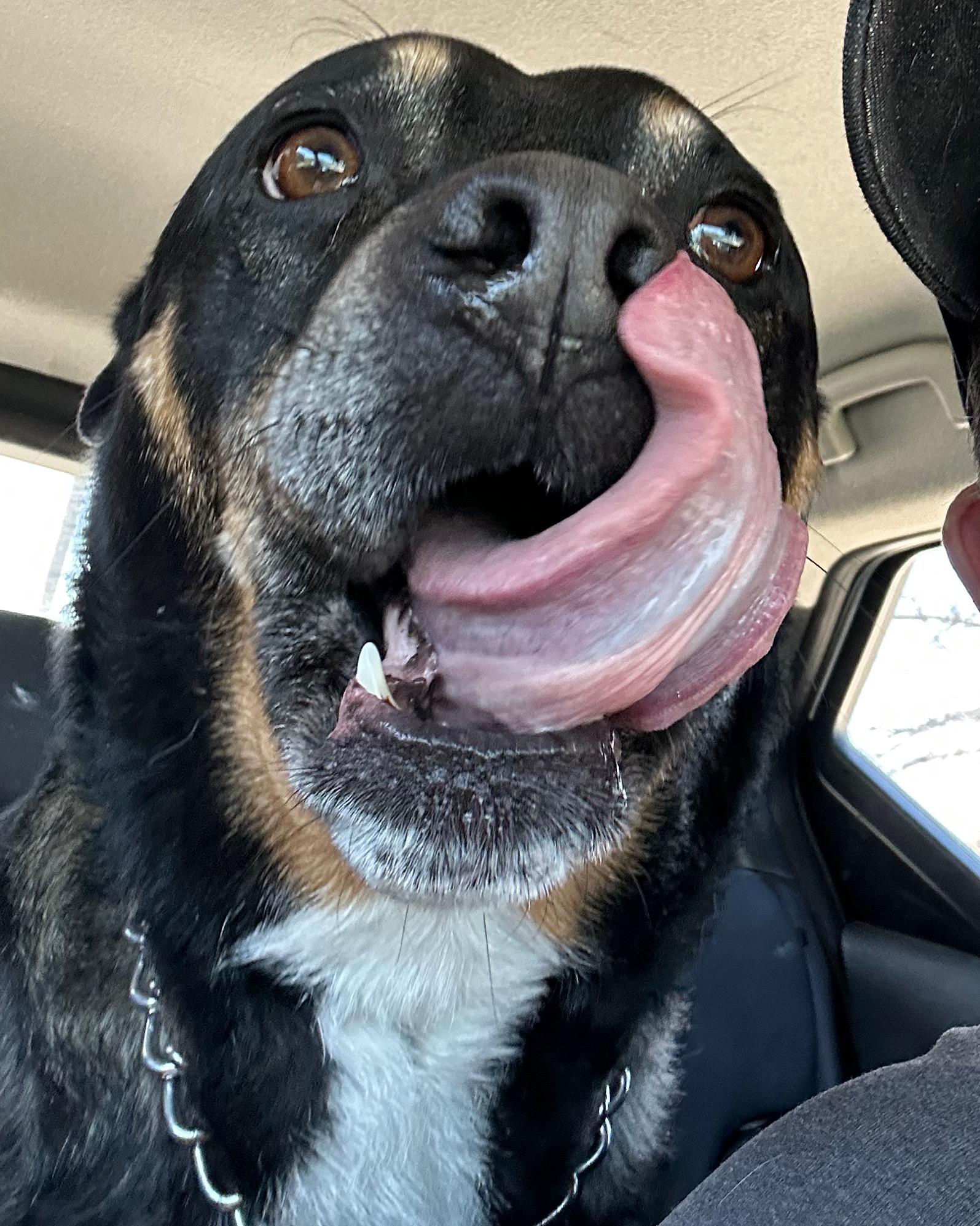 Jersey, a ADOPTABLE mixed breed in Winnipeg, MB image 3/3