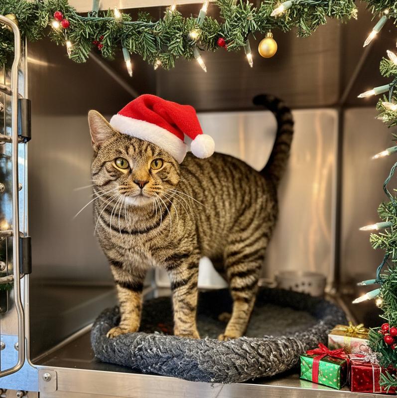 Enlarge Ricky, an adoptable Domestic Short Hair in St Stephen, NB image 1/1