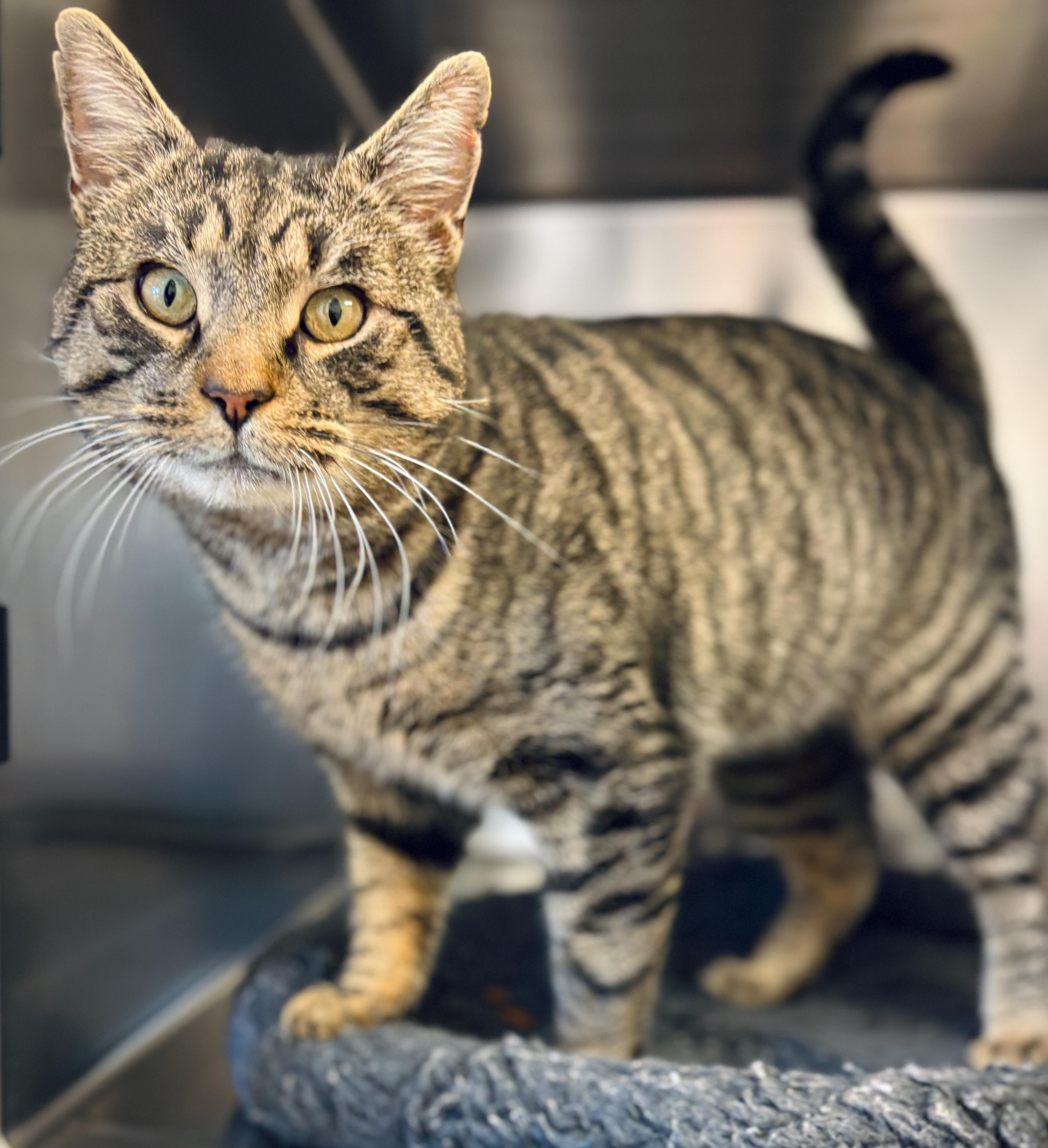 Ricky, adoptable, Adult Male Domestic Short Hair.