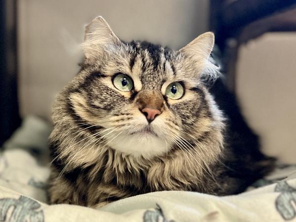 Floof — thumbnail 2