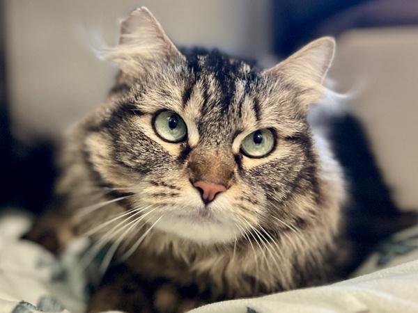 Floof — thumbnail 4