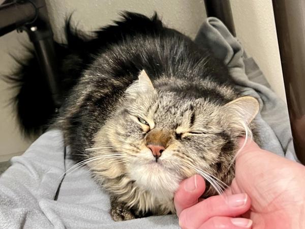 Floof — thumbnail 5