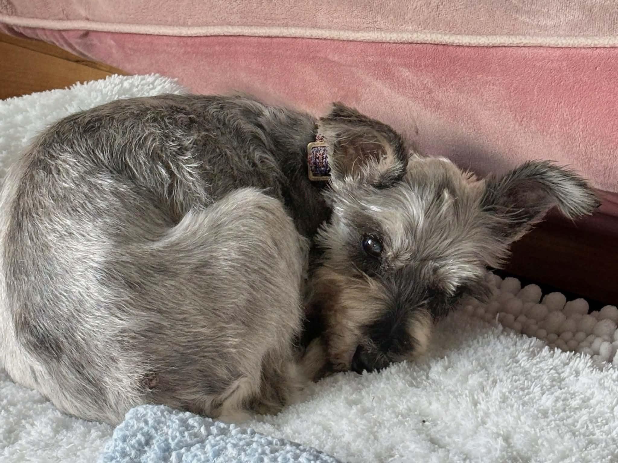 Enlarge Lucy, a Adoptable Miniature Schnauzer in Homer Glen, IL image 5/6