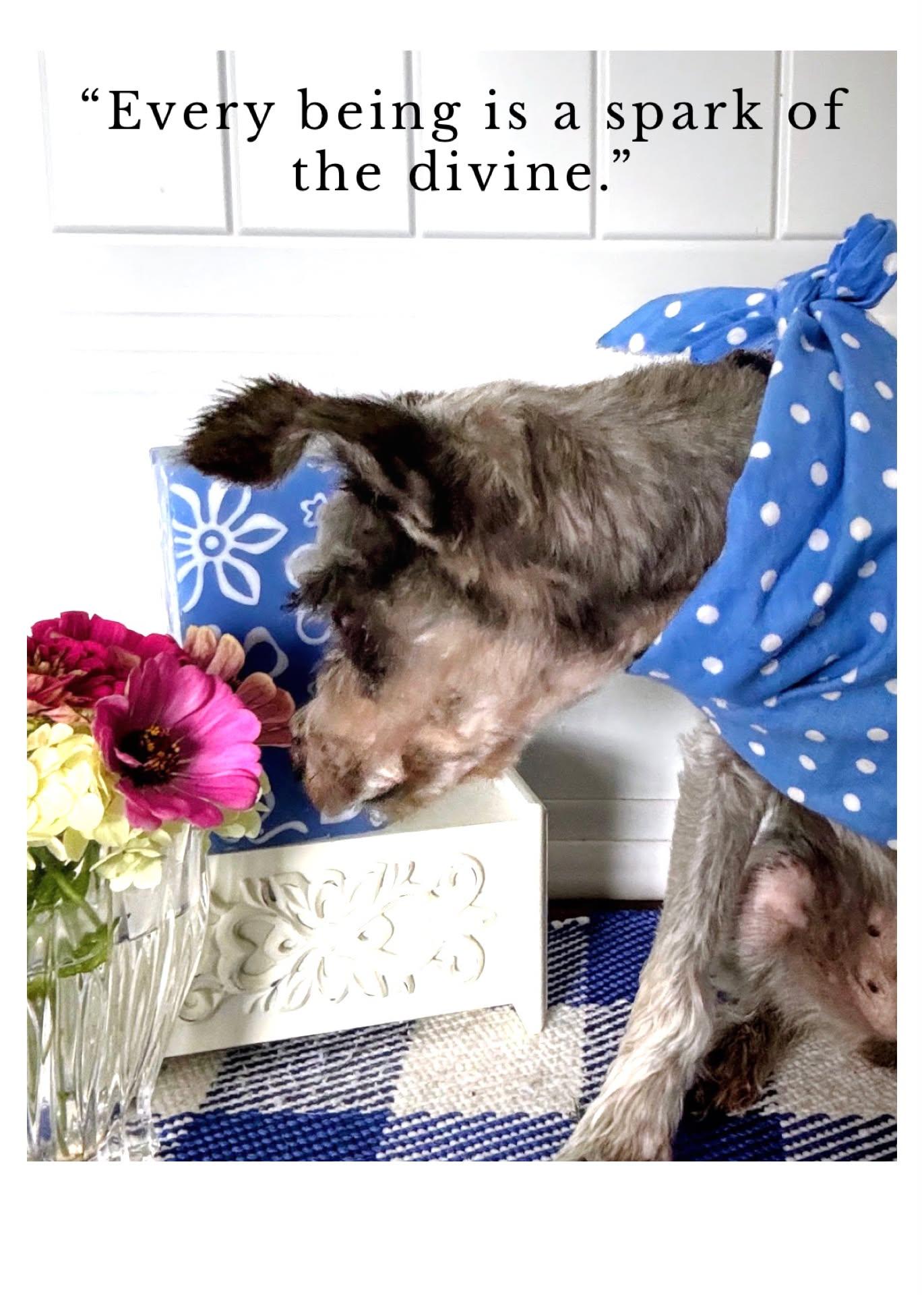 Enlarge Lucy, a Adoptable Miniature Schnauzer in Homer Glen, IL image 6/6