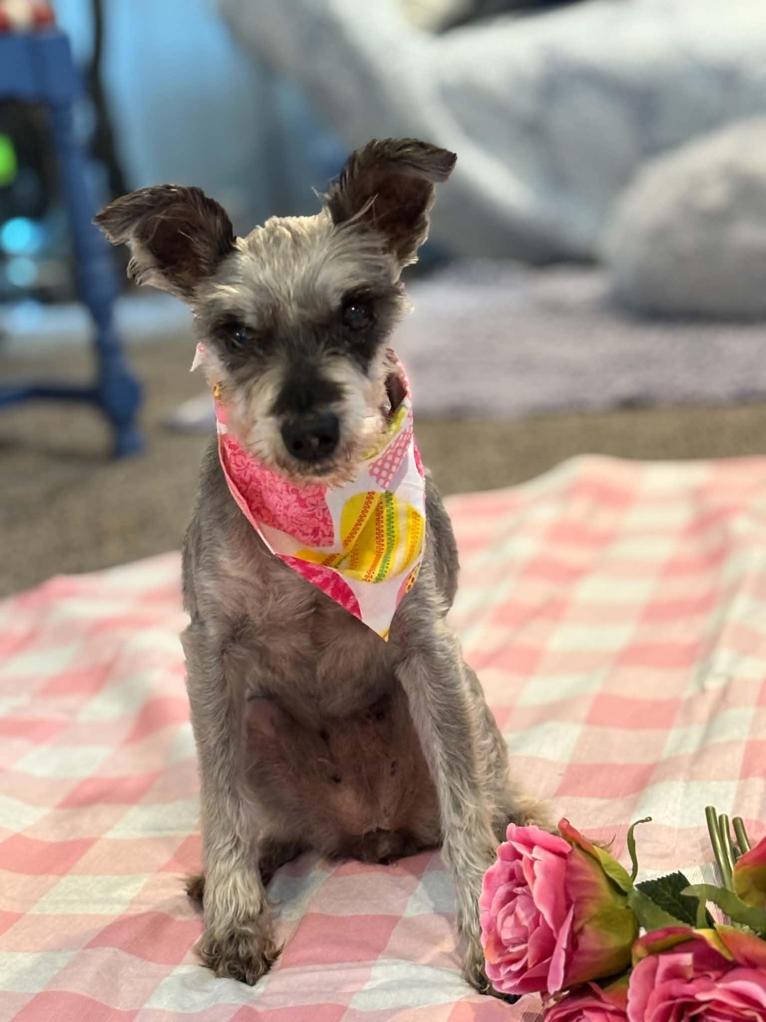 Enlarge Lucy, a Adoptable Miniature Schnauzer in Homer Glen, IL image 1/6