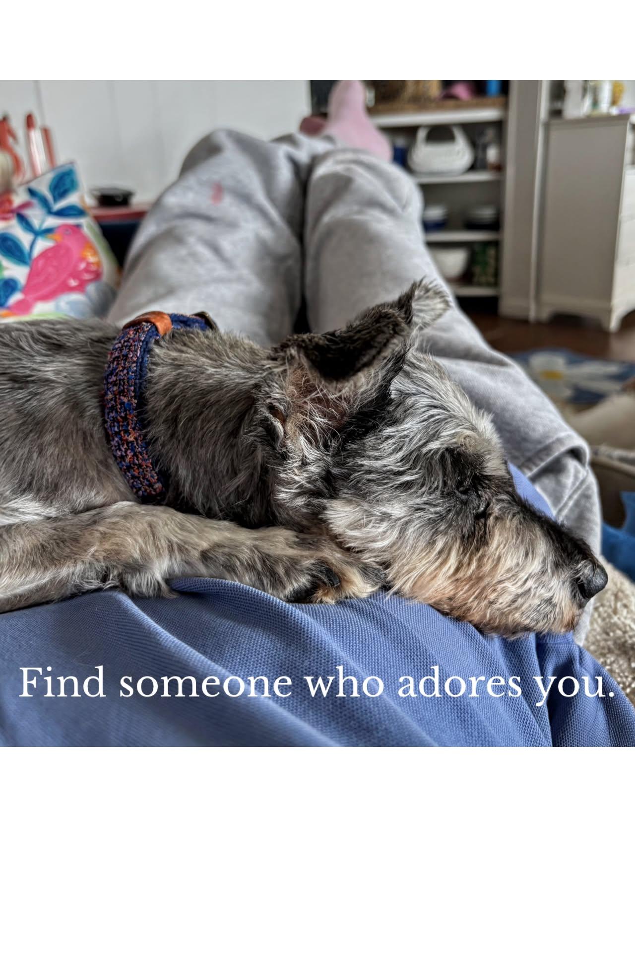 Enlarge Lucy, a Adoptable Miniature Schnauzer in Homer Glen, IL image 4/6