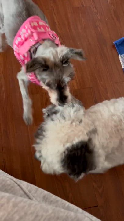 Enlarge Lucy, a Adoptable Miniature Schnauzer in Homer Glen, IL video 2/6