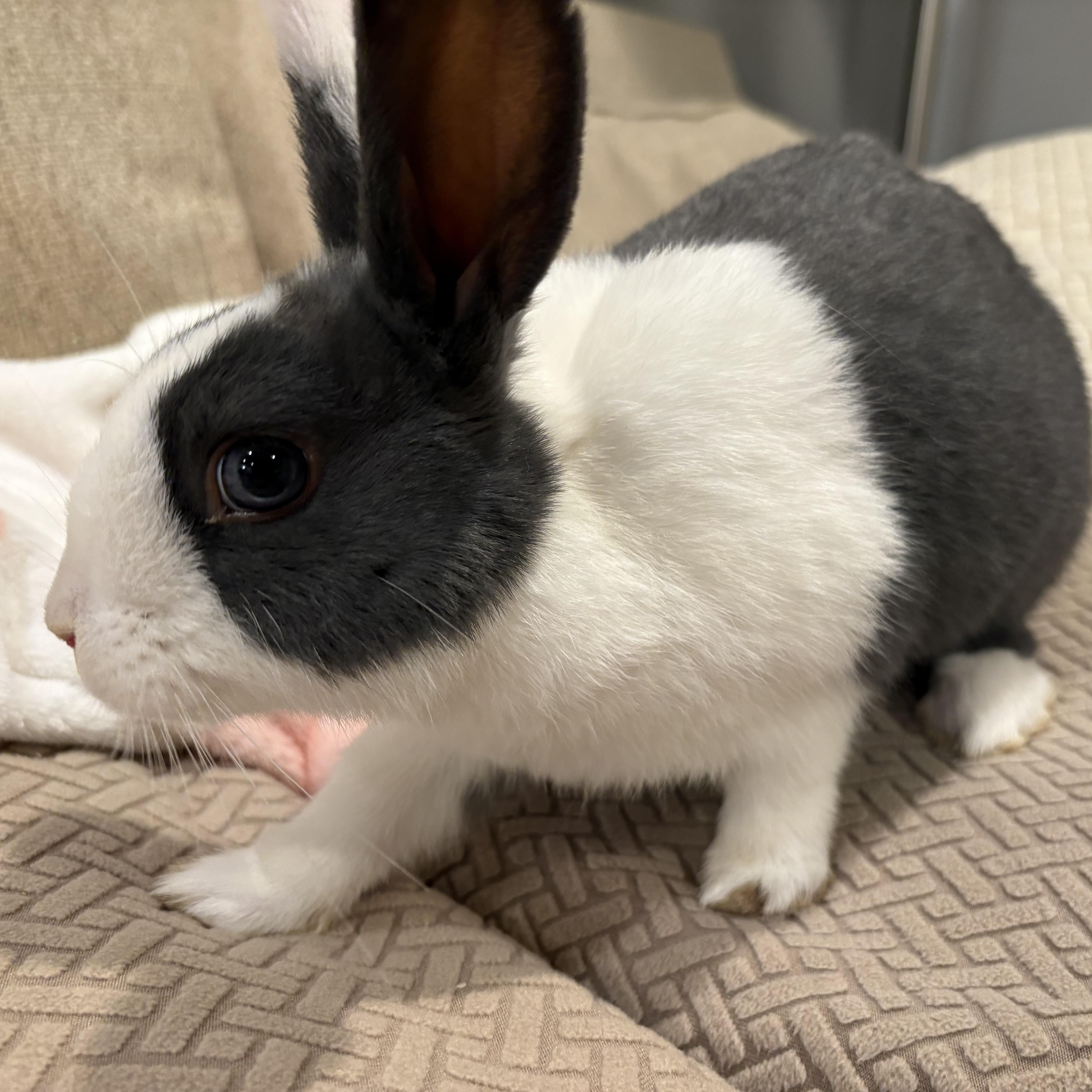 BLOSSOM, a Adoptable Dutch in Forest Hills, NY image 5/5