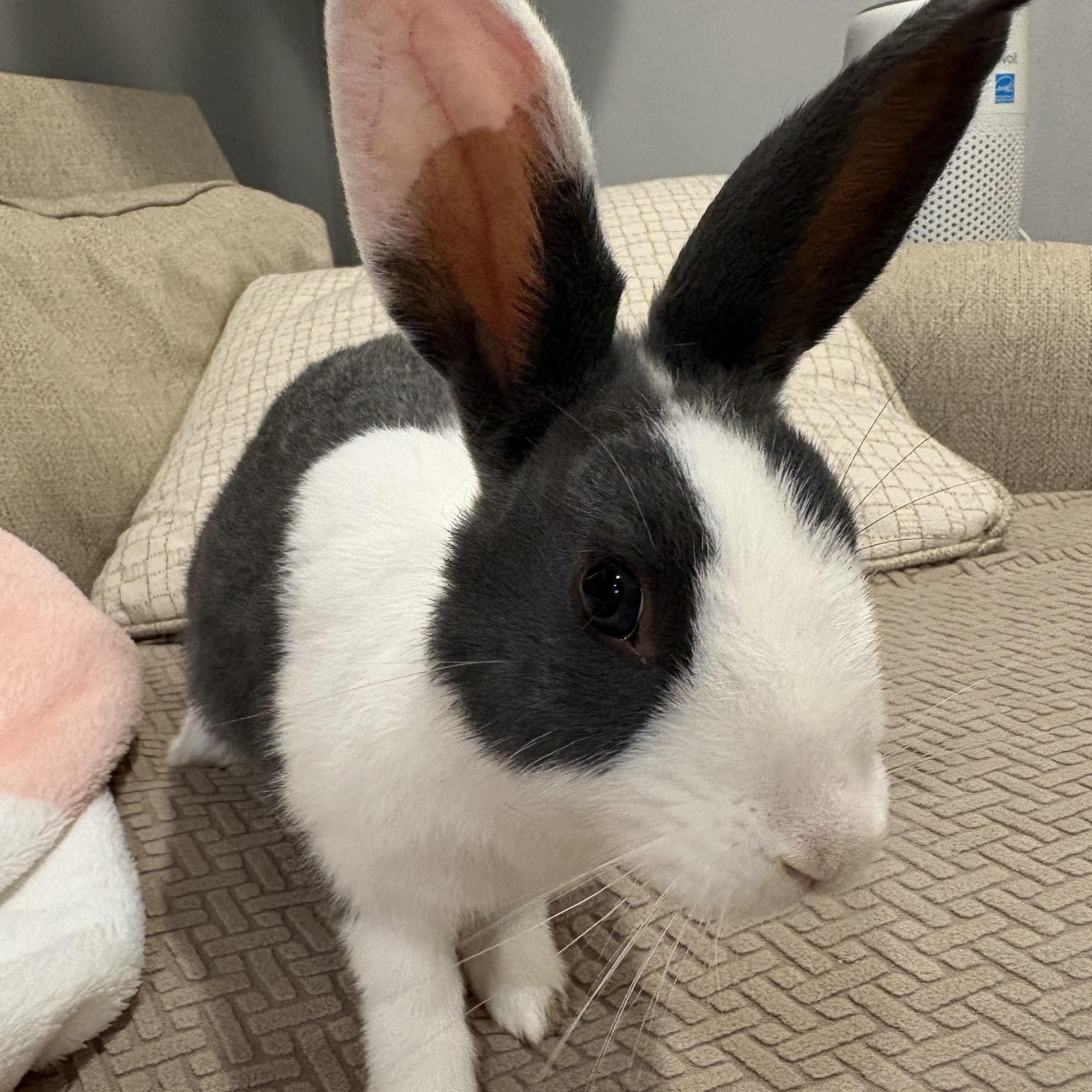 BLOSSOM, a Adoptable Dutch in Forest Hills, NY image 1/5