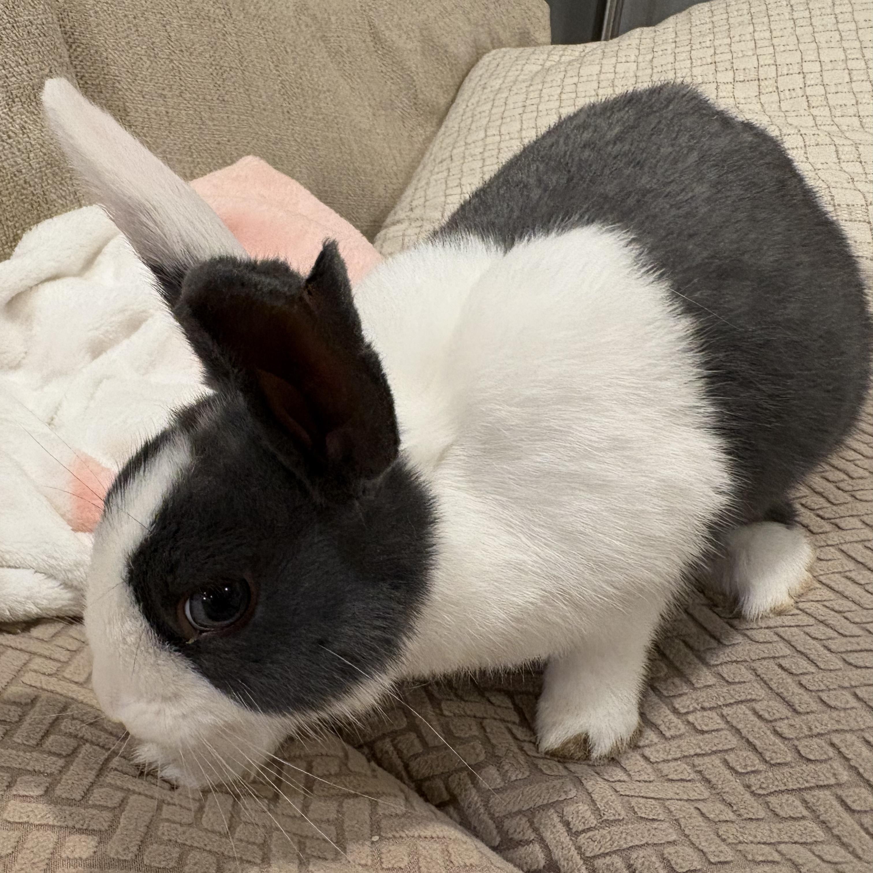 BLOSSOM, a Adoptable Dutch in Forest Hills, NY image 3/5