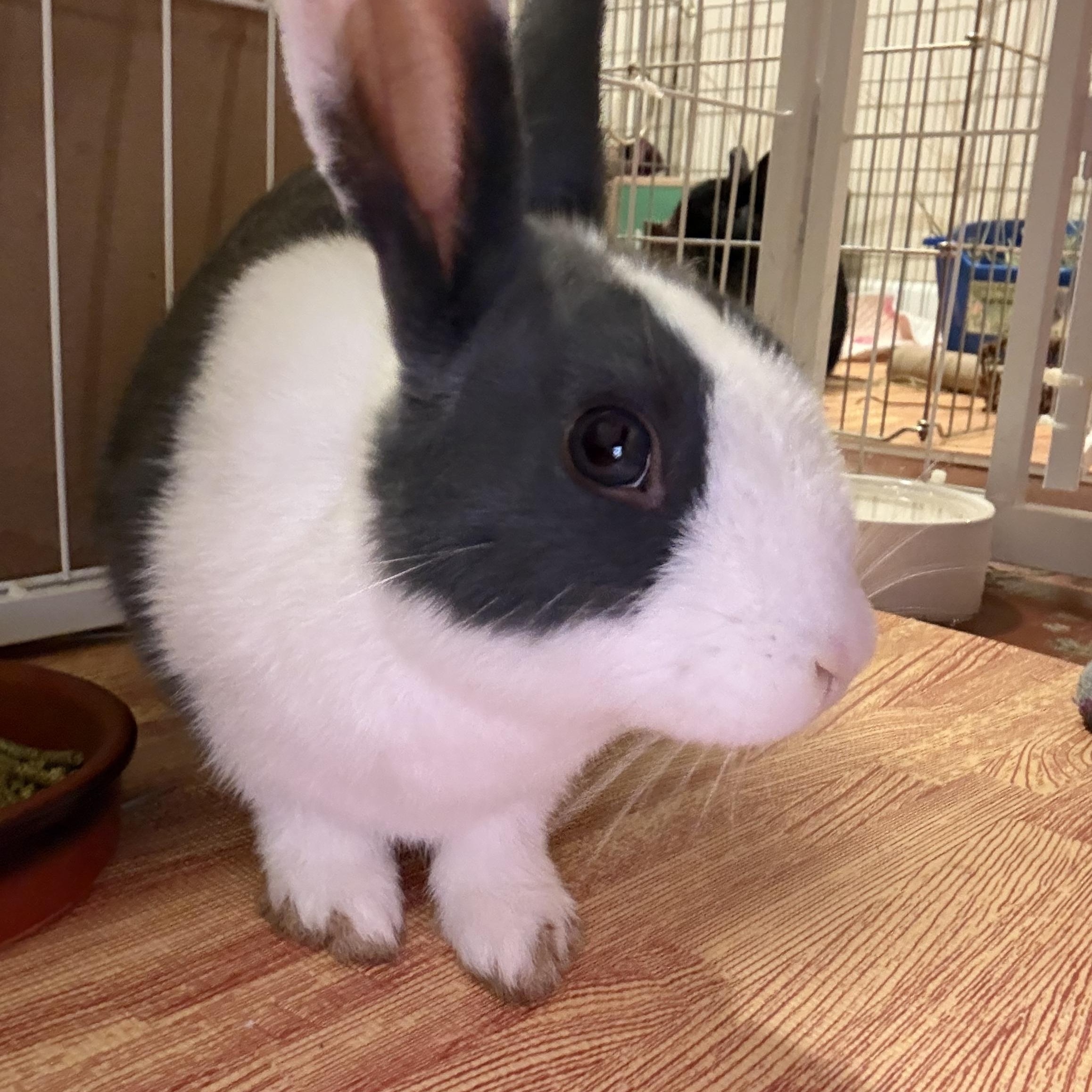 BLOSSOM, a Adoptable Dutch in Forest Hills, NY image 2/5