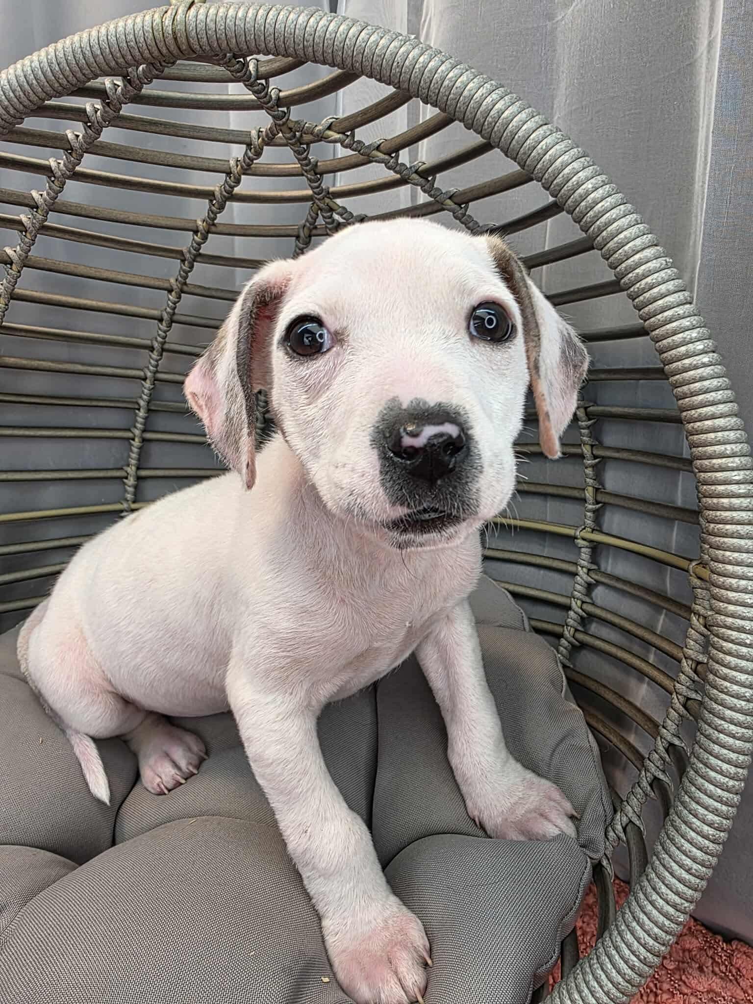 Enlarge Periwinkle, a Adoptable mixed breed in Jackson, MI image 2/6