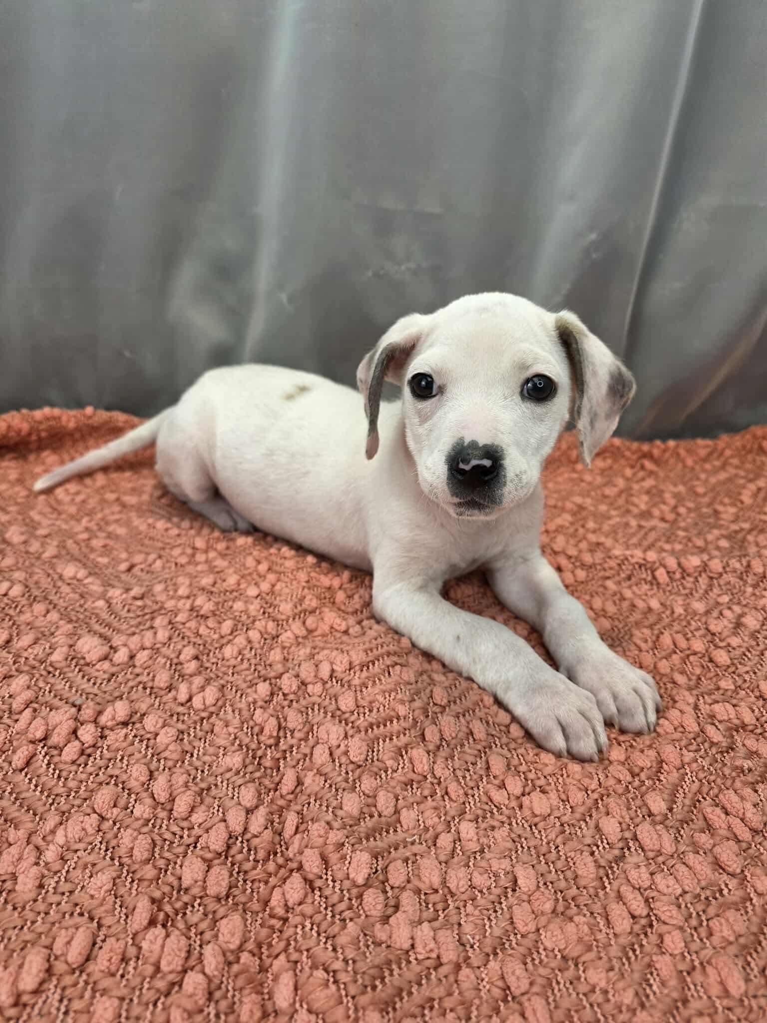 Enlarge Periwinkle, a Adoptable mixed breed in Jackson, MI image 1/6