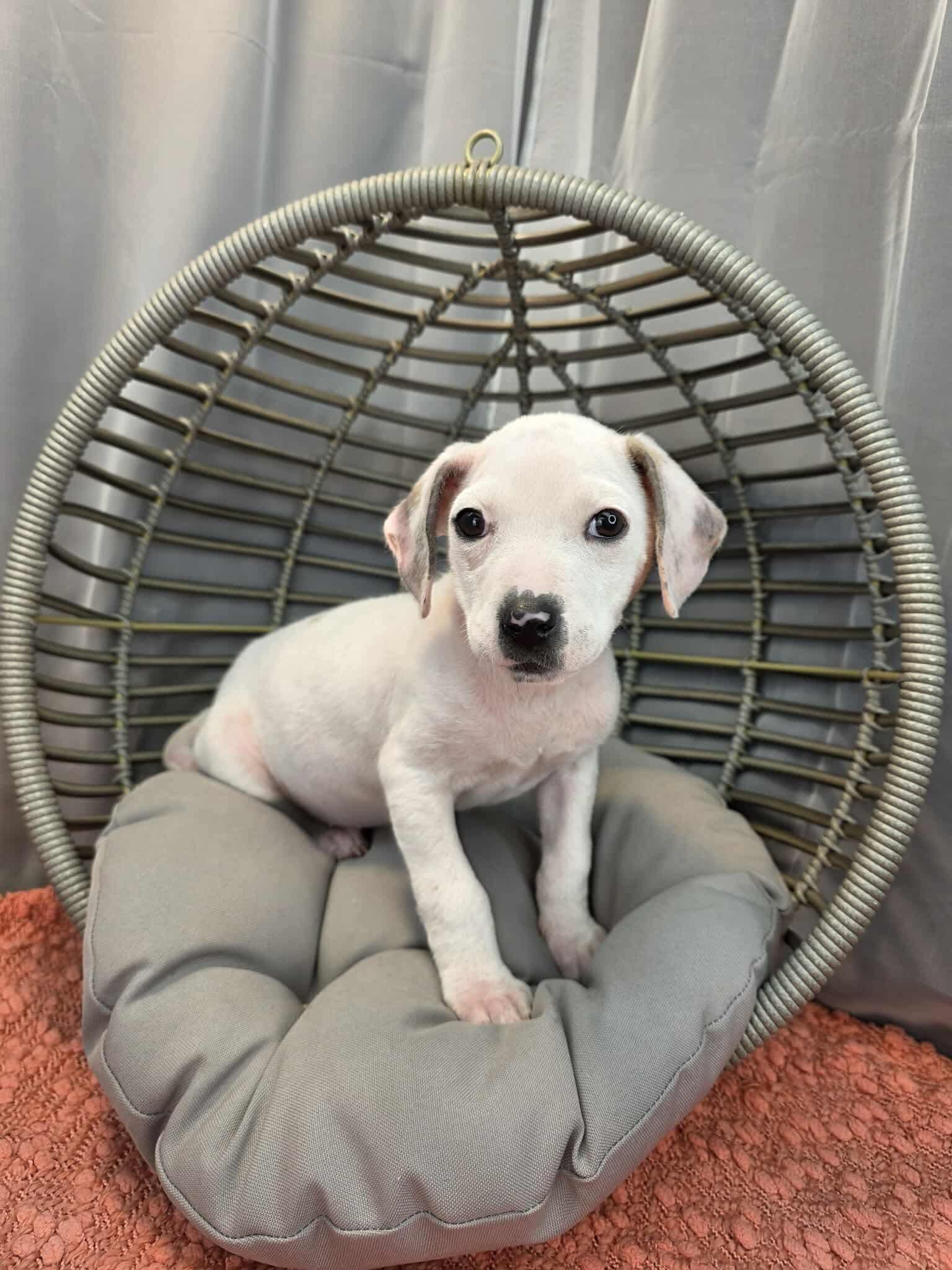 Enlarge Periwinkle, a Adoptable mixed breed in Jackson, MI image 6/6