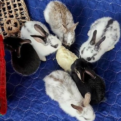 Enlarge 6 Babies looking for loving homes!, a Adoptable mixed breed in Navarre, FL image 2/4