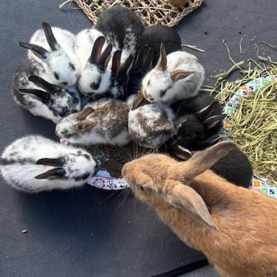 Enlarge 6 Babies looking for loving homes!, a Adoptable mixed breed in Navarre, FL image 3/4