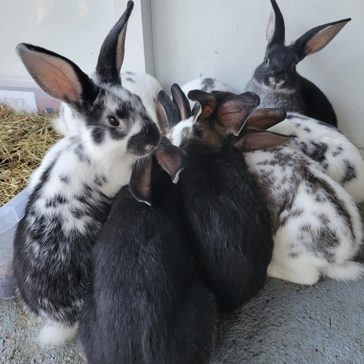 Enlarge 6 Babies looking for loving homes!, a Adoptable mixed breed in Navarre, FL image 1/4