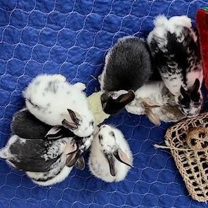 Enlarge 6 Babies looking for loving homes!, a Adoptable mixed breed in Navarre, FL image 4/4