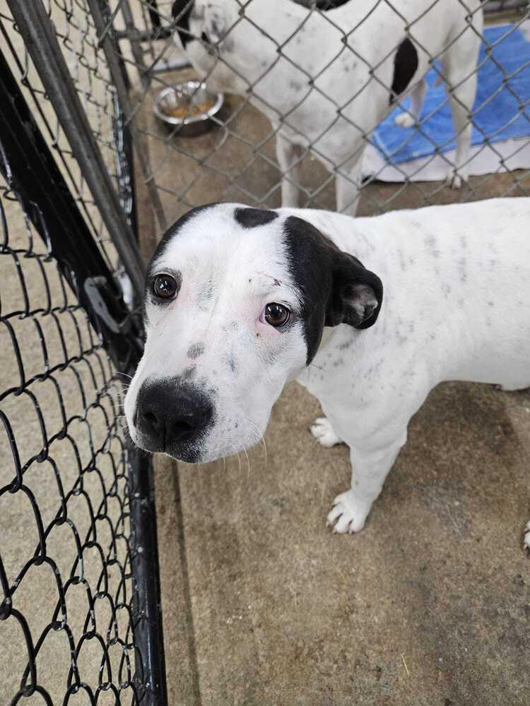 Tellulah, Adoptable, Puppy Female Pit Bull Terrier & Mixed Breed.