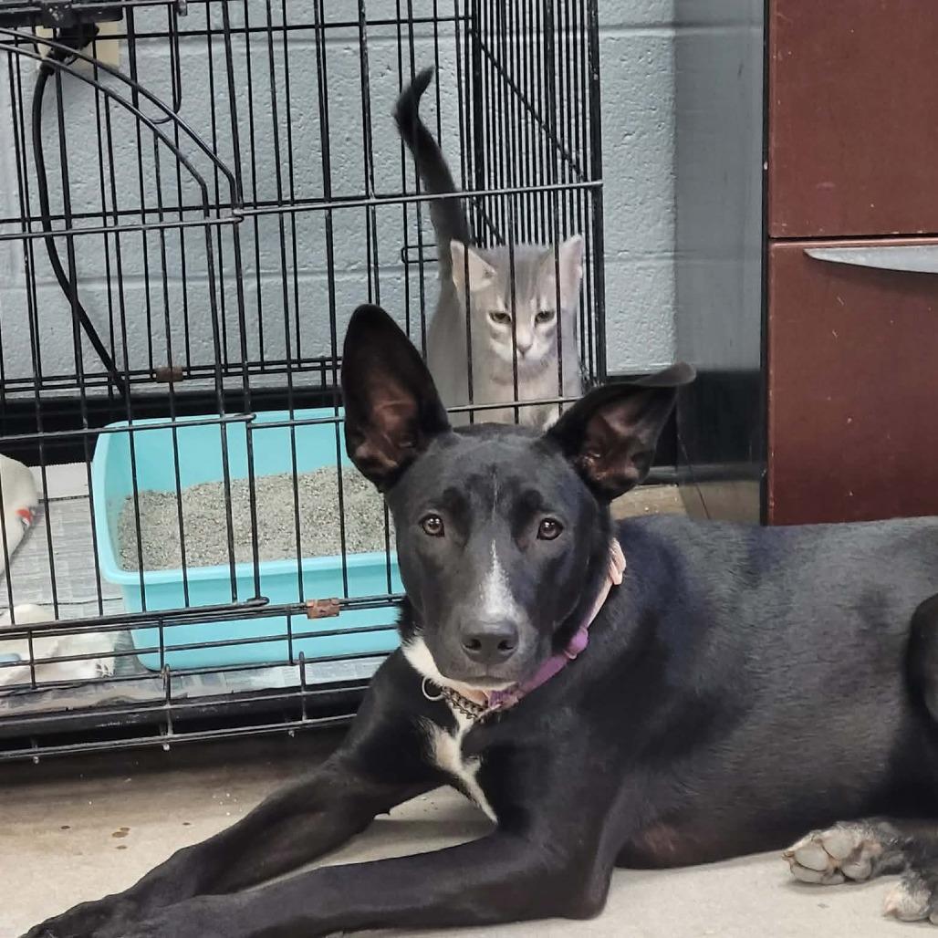 Isabella, Adoptable, Young Female Mixed Breed.