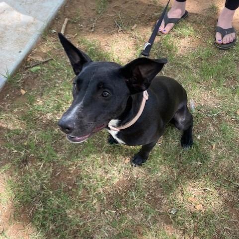 Isabella, a Adoptable Mixed Breed in Duncan, OK image 2/6
