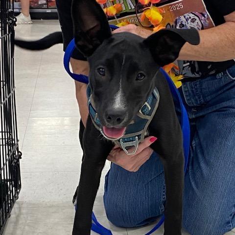 Isabella, Adoptable, Puppy Female Mixed Breed.