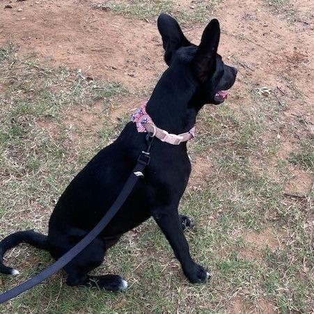 Isabella, a Adoptable Mixed Breed in Duncan, OK image 4/6