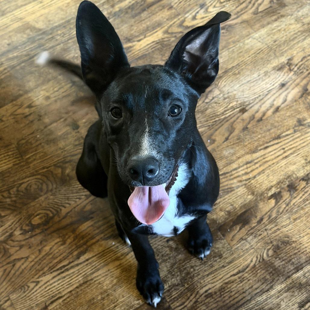 Isabella, a Adoptable Mixed Breed in Duncan, OK image 2/2