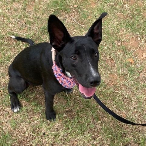 Isabella, a Adoptable Mixed Breed in Duncan, OK image 6/6