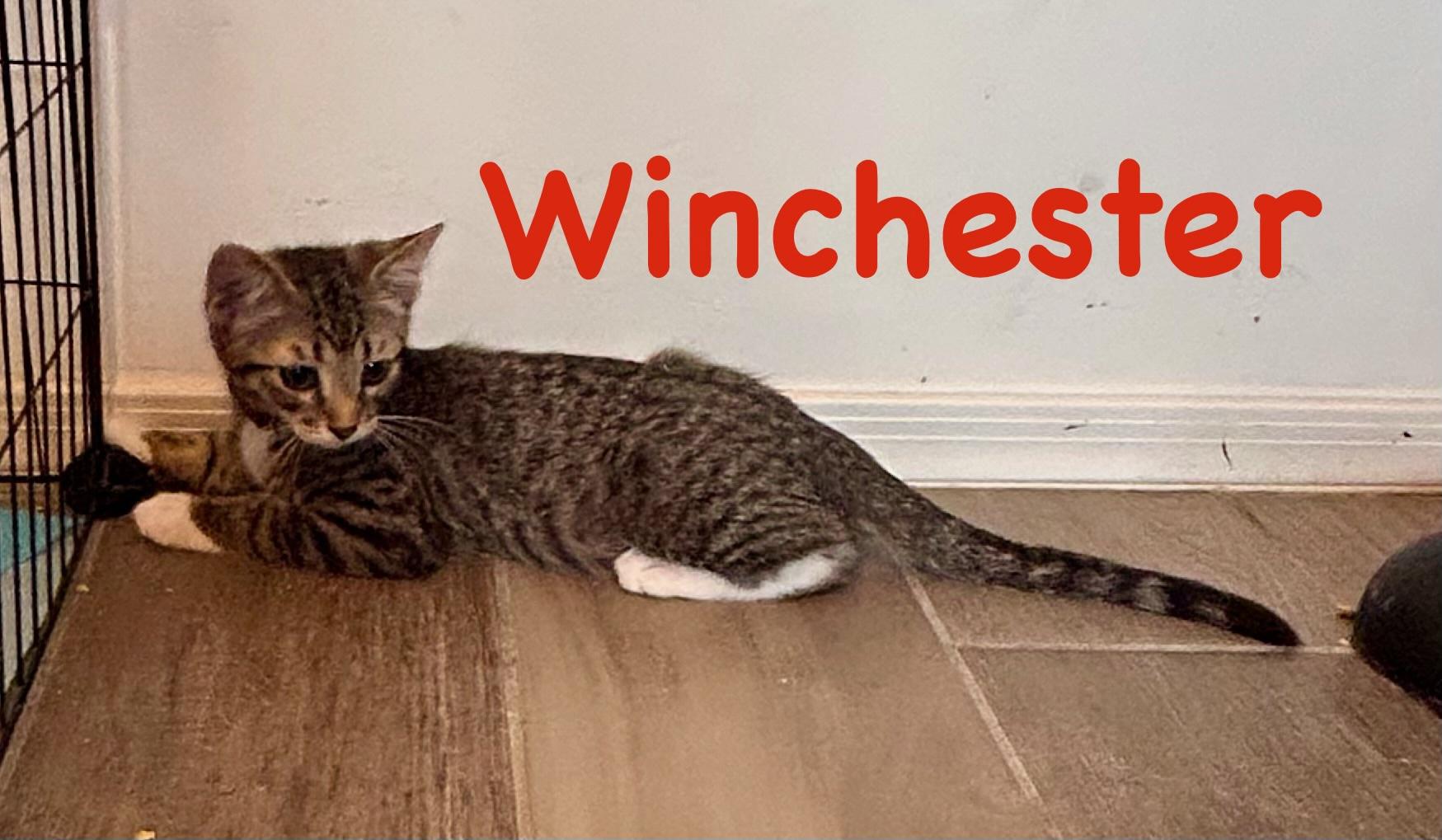 Winchester, Adoptable, Kitten Male British Shorthair.