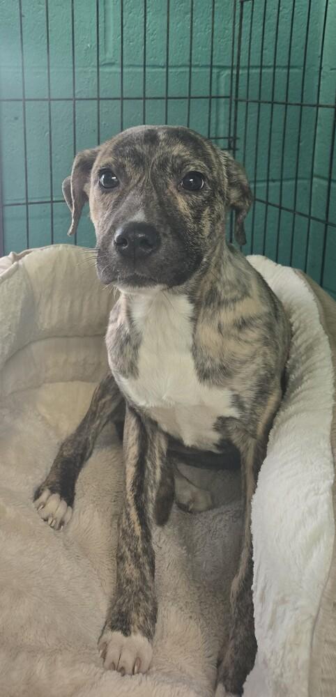 Kylar #337, Adoptable, Puppy Female Pit Bull Terrier.