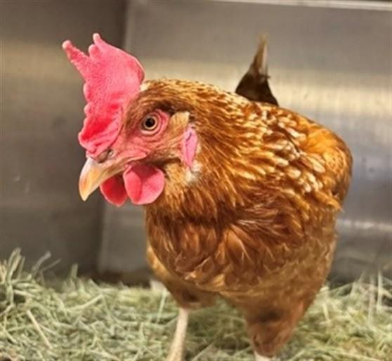 DINO, Adoptable, Adult Female Chicken.