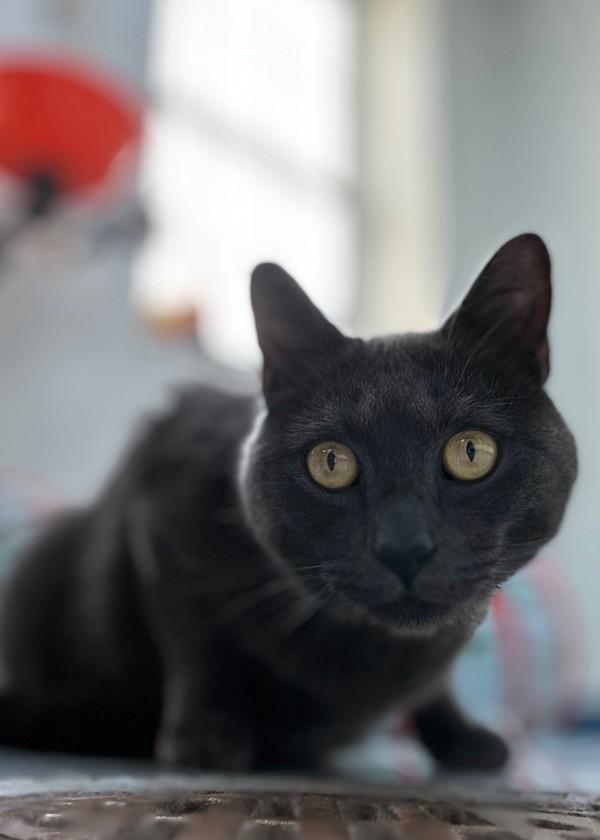 Grigio, a Adoptable mixed breed in Skillman, NJ image 1/3