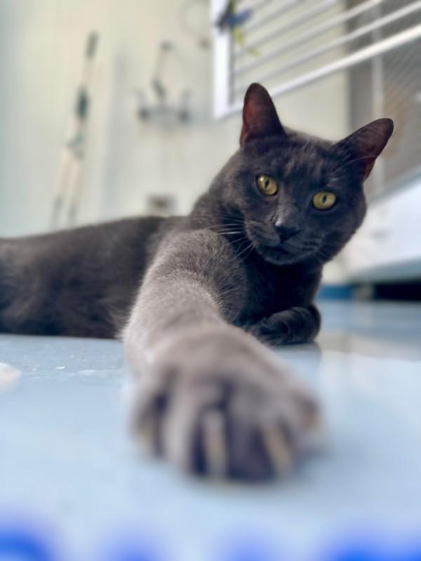 Grigio, a Adoptable mixed breed in Skillman, NJ image 2/3