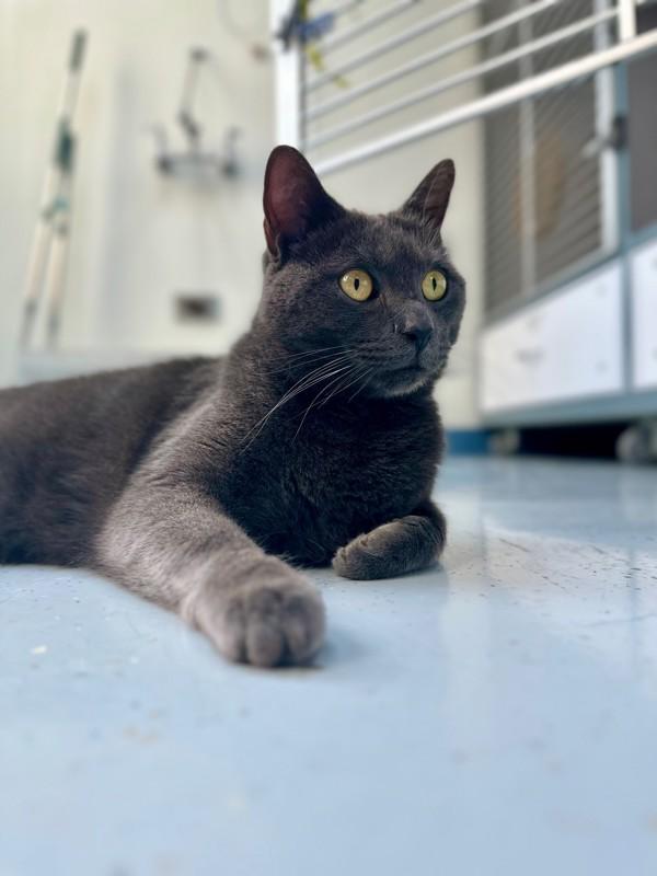 Grigio, a Adoptable mixed breed in Skillman, NJ image 3/3