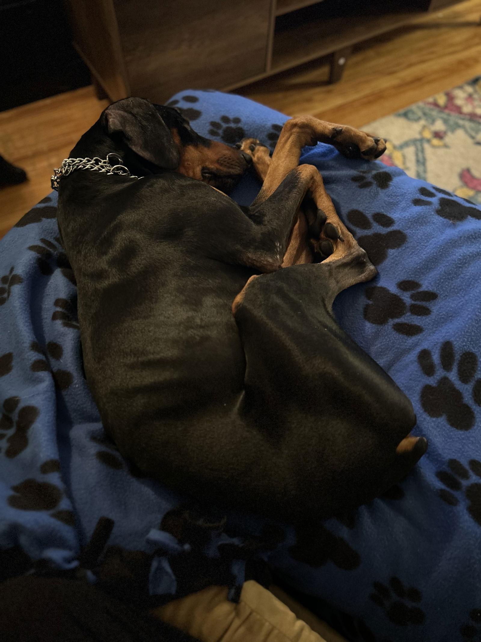 Killian, Adoptable, Adult Male Doberman Pinscher.