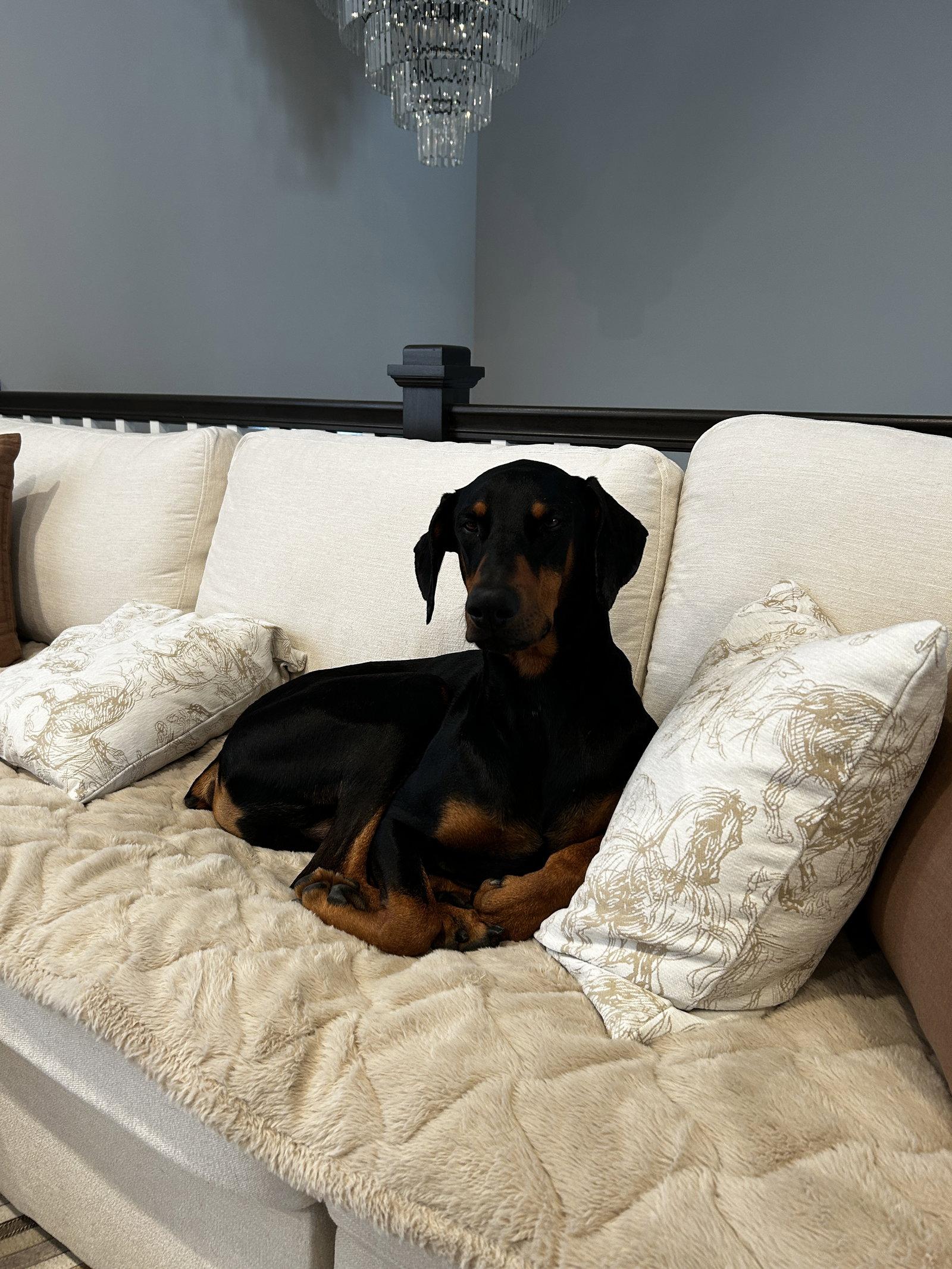 Killian, a Adoptable Doberman Pinscher in Minneapolis, MN image 1/3