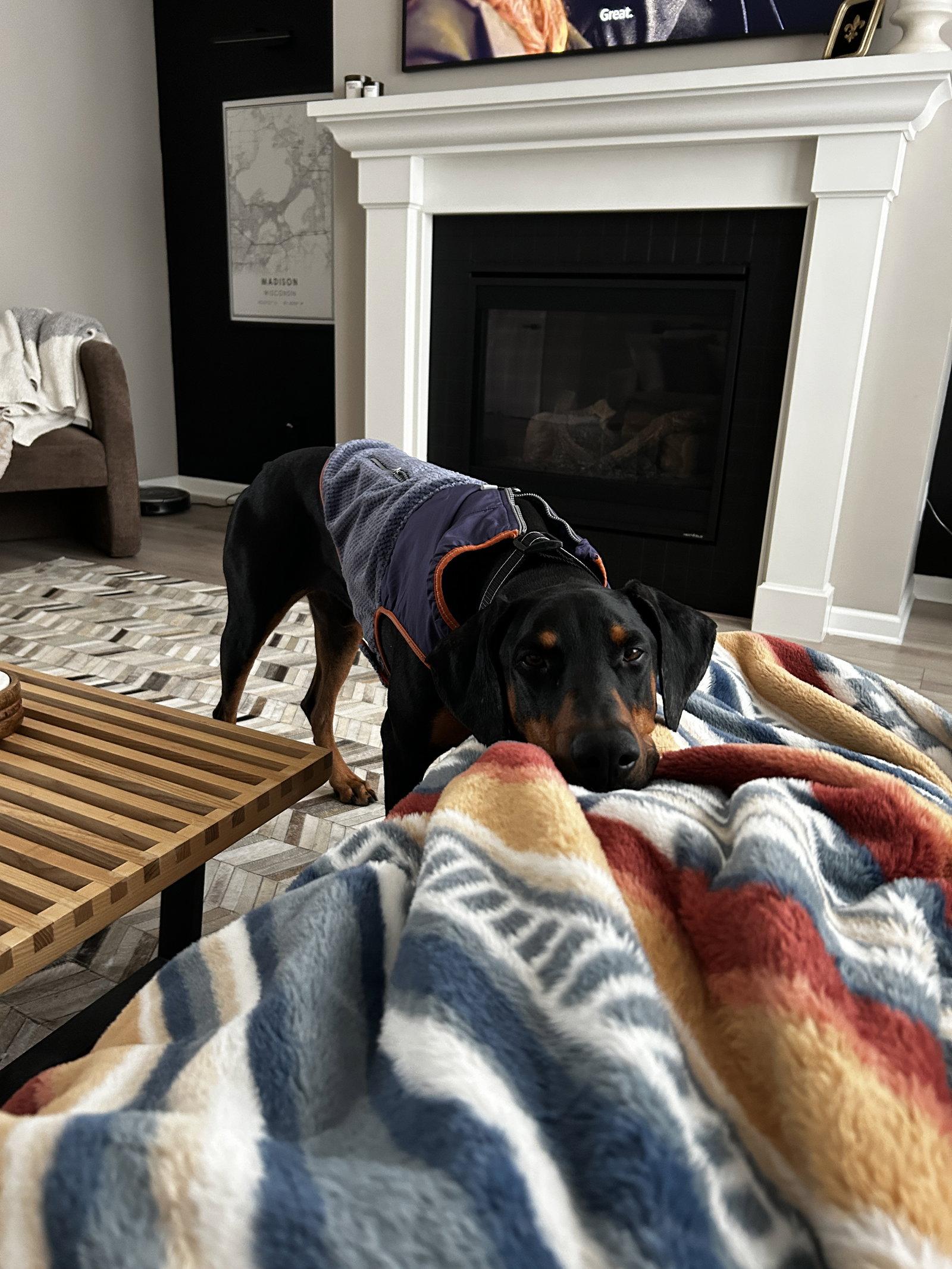 Killian, a Adoptable Doberman Pinscher in Minneapolis, MN image 2/3