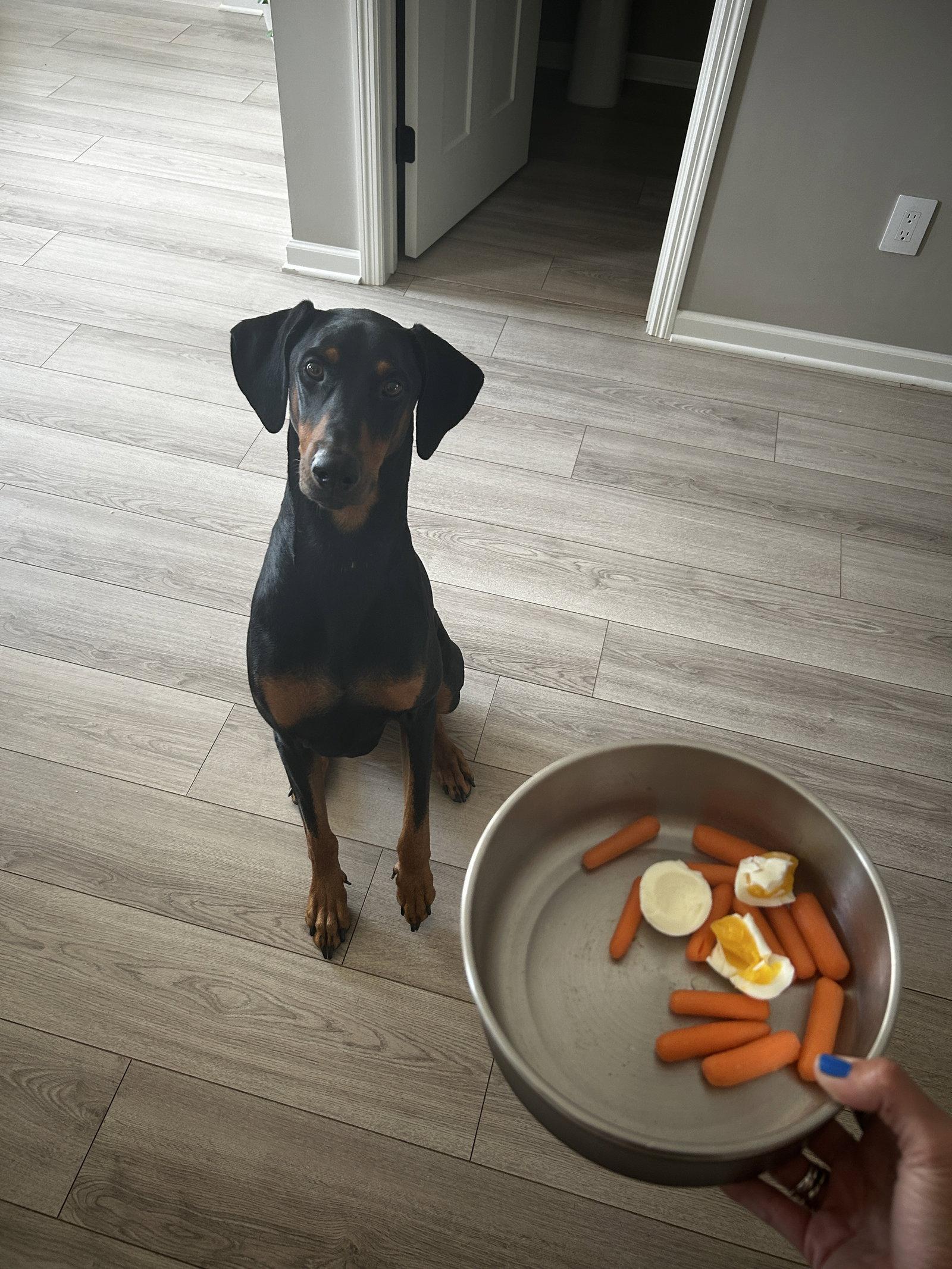 Killian, a Adoptable Doberman Pinscher in Minneapolis, MN image 3/3