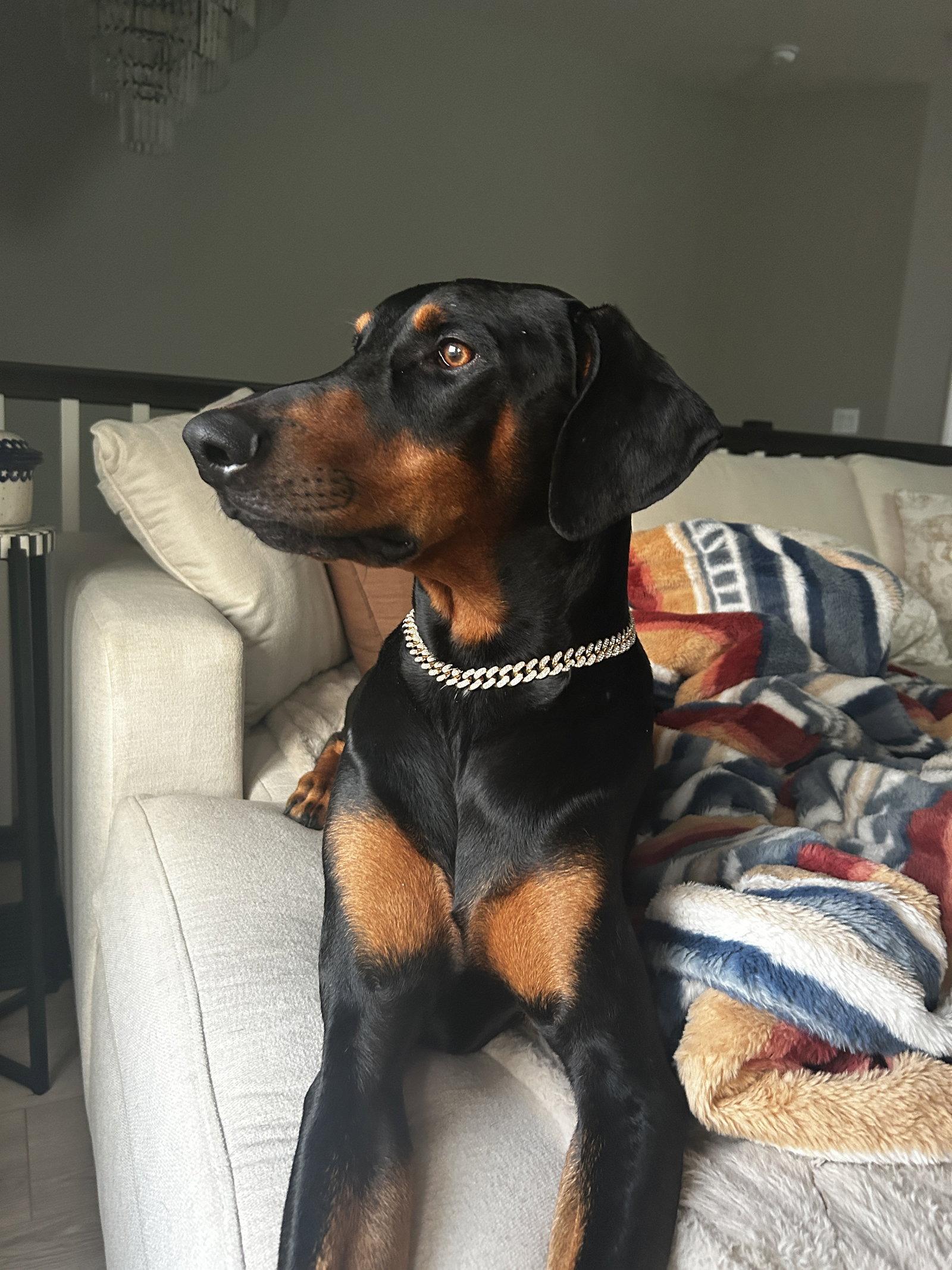 Killian, a Adoptable Doberman Pinscher in Minneapolis, MN image 3/3