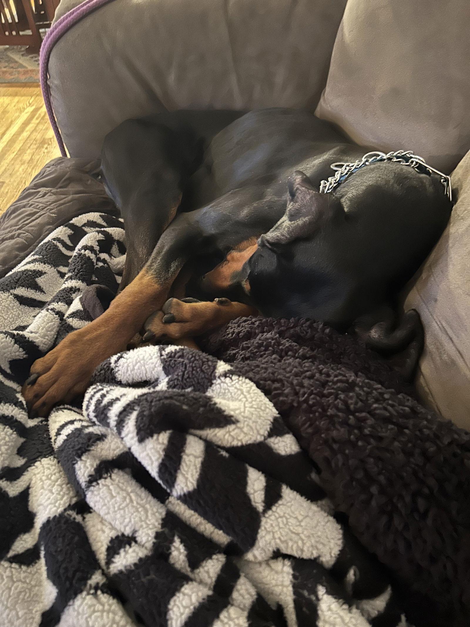 Enlarge Killian, a Adoptable Doberman Pinscher in Minneapolis, MN image 2/3