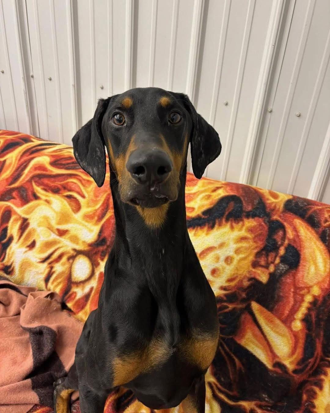 Enlarge Killian, a Adoptable Doberman Pinscher in Minneapolis, MN image 3/3