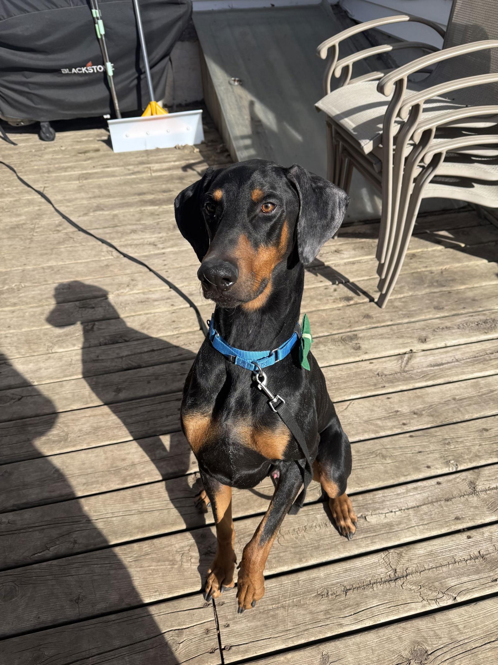 Enlarge Killian, a Adoptable Doberman Pinscher in Minneapolis, MN image 3/3