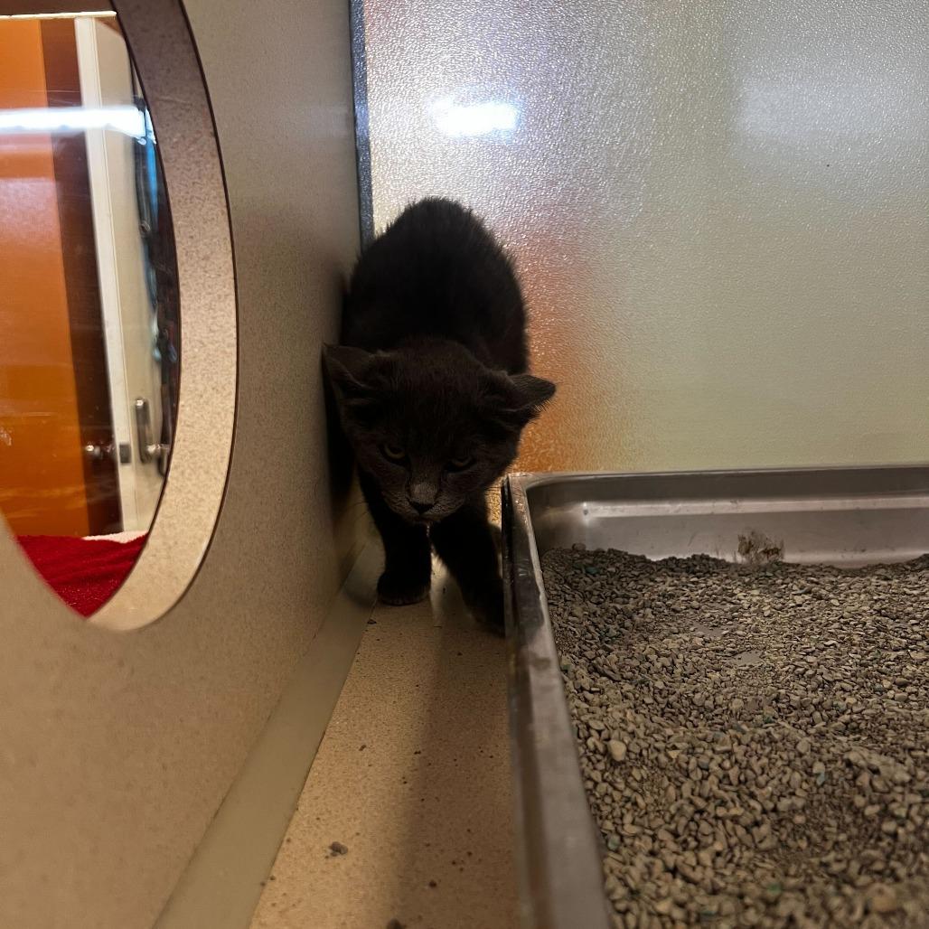 Enlarge Pledger (25-3I-3), a Adoptable Domestic Short Hair in Rifle, CO image 1/2