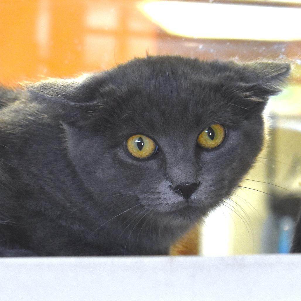 Enlarge Pledger (25-3I-3), a Adoptable Domestic Short Hair in Rifle, CO image 2/2