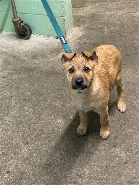 Enlarge MIRACLE, a Adoptable German Shepherd Dog in Sacramento, CA image 1/1