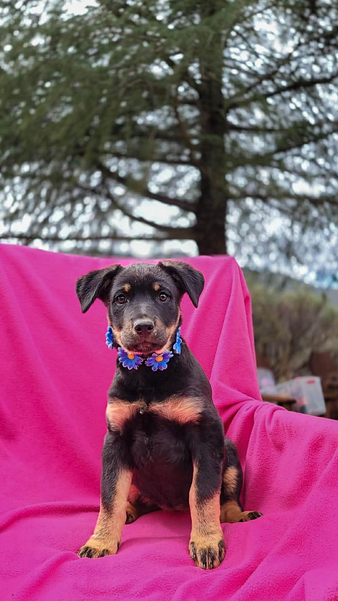 Enlarge Drizzle, a ADOPTABLE mixed breed in Temecula, CA image 1/1