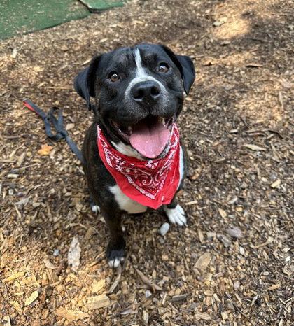 Enlarge Rocky, a Adoptable Terrier in Clarkesville, GA image 1/2