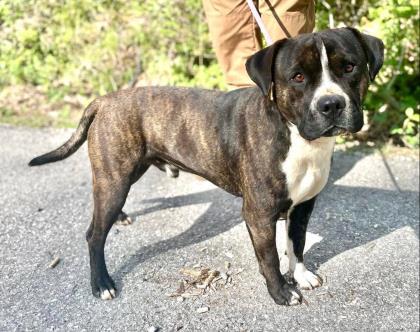 Rocky, a Adoptable Terrier in Clarkesville, GA image 2/2