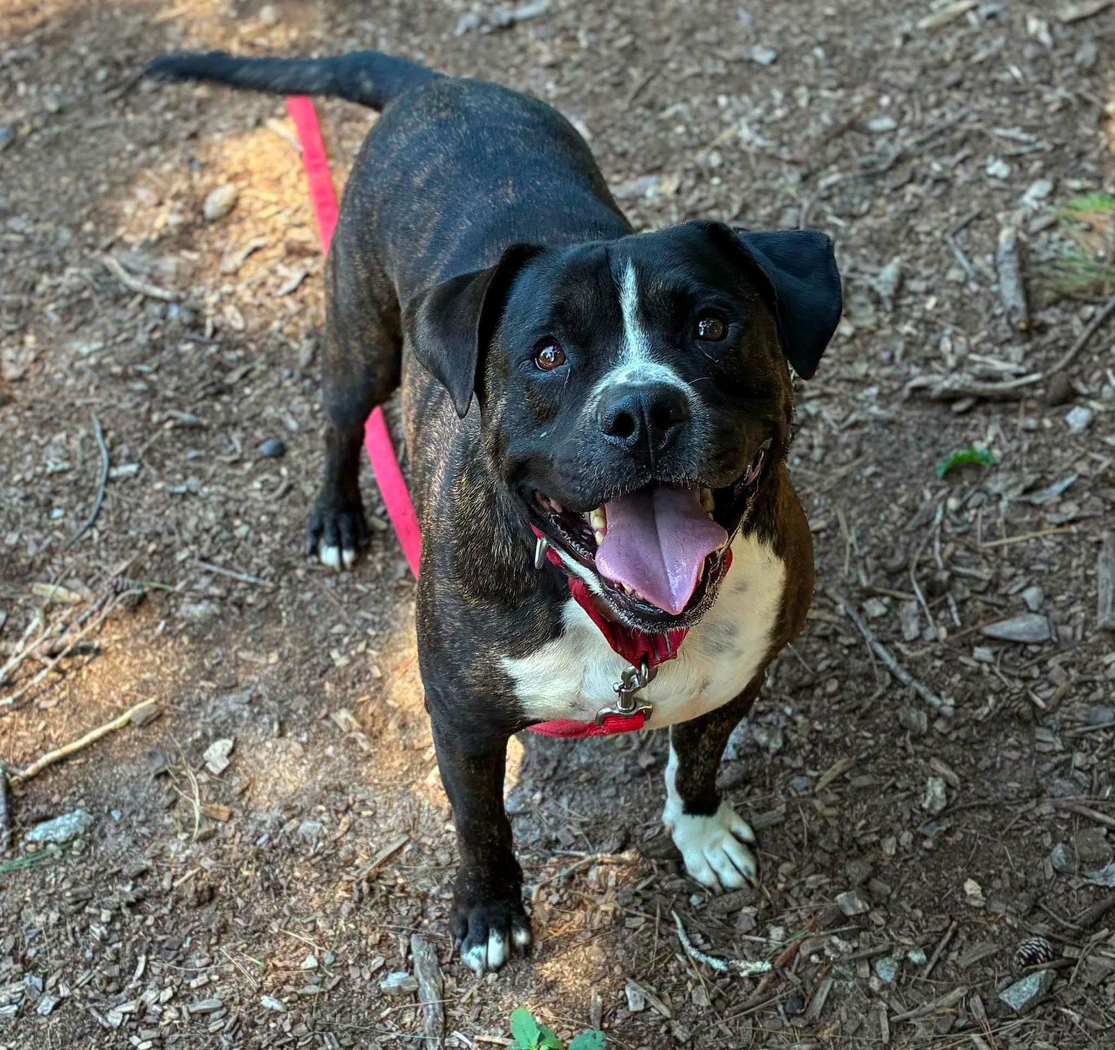 Enlarge Rocky, a Adoptable Terrier in Clarkesville, GA image 3/3